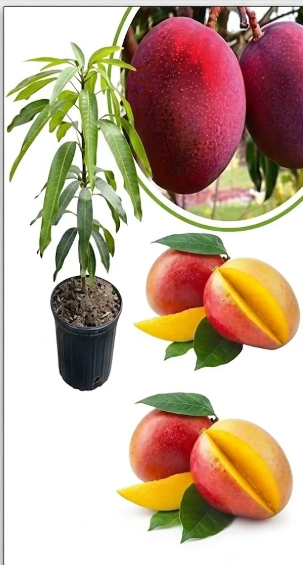 Jumbo_Red_Mango__Fruit_Plant