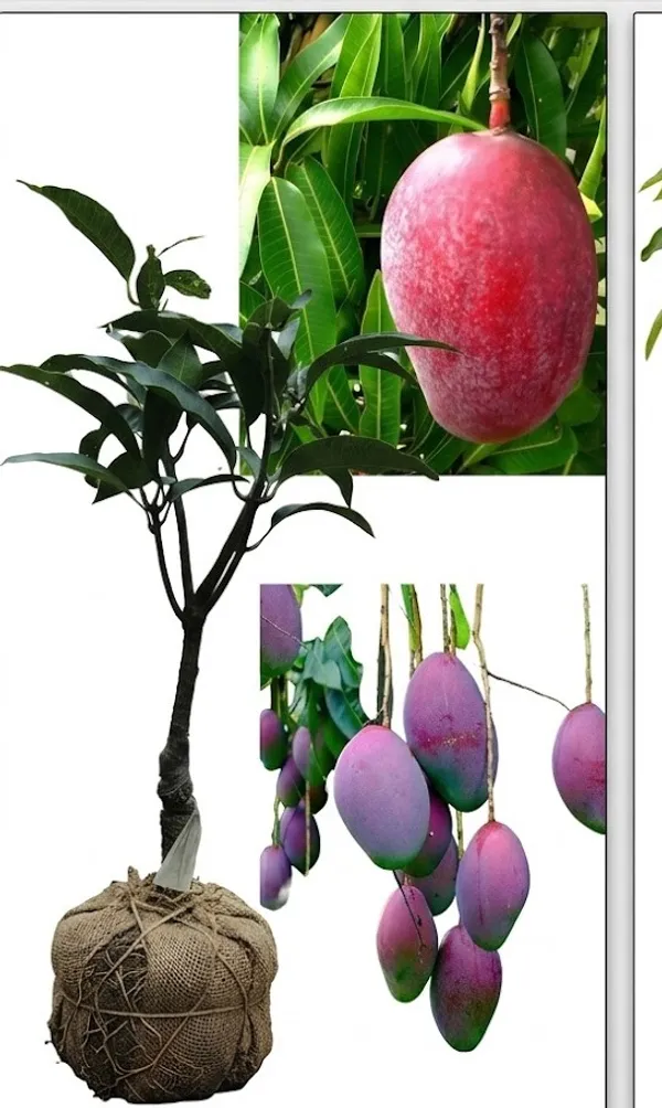 Jumbo_Red_Mango__Fruit_Plant
