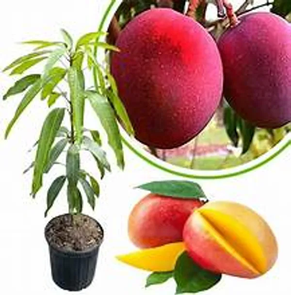 Jumbo_Red_Mango__Fruit_Plant