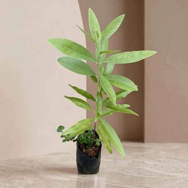 Kawachagro_Red_Sandalwood_Potted_Plant