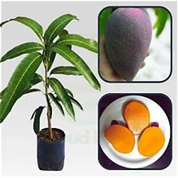Black_Stone_Mango_Fruit_Plant