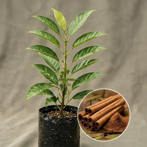 Tejpatta_Bay_Leaf_Sapling_Potted_Plant