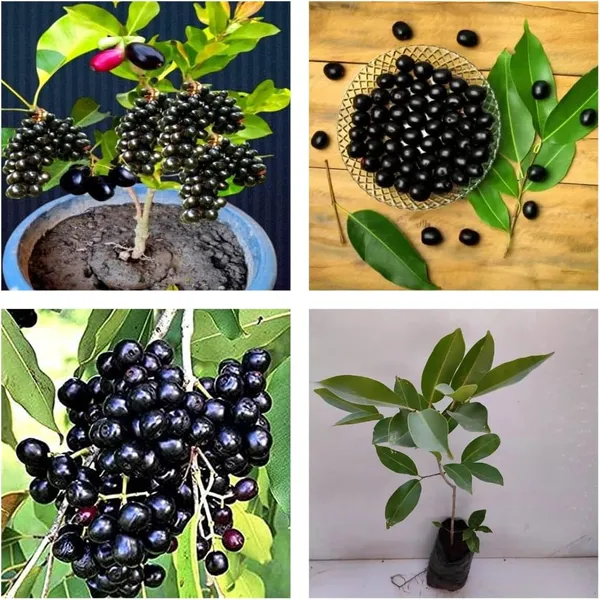 Seedless_Black_Jamun_Fruit_Plant