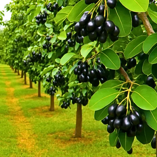 Seedless_Black_Jamun_Fruit_Plant