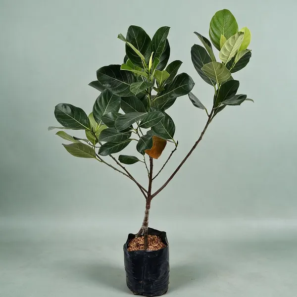 Kawachagro_Jackfruit_Fruit-Bearing_Sapling_Plant