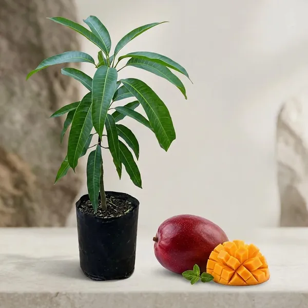 Him_Dwarf_Mango_Plant_Sapling