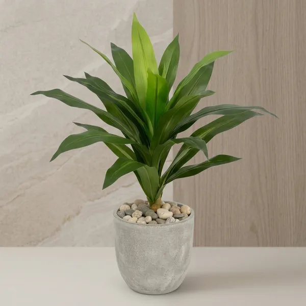 Lush_Green_Accent_Plant