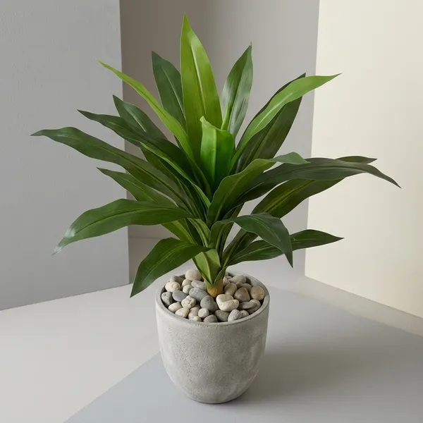 Lush_Green_Accent_Plant