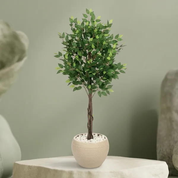 Evergreen_Ficus_Tree