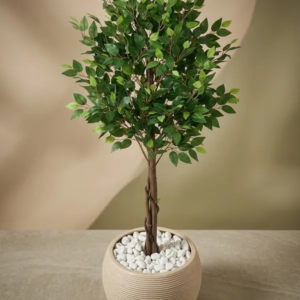 Evergreen_Ficus_Tree