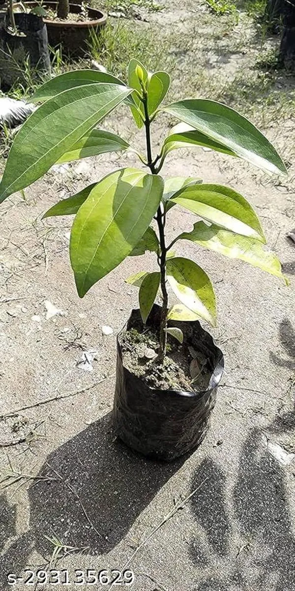 Vamsha_Nature_Care_Healthy_Tejpatta_Bay_Leaf_Plant
