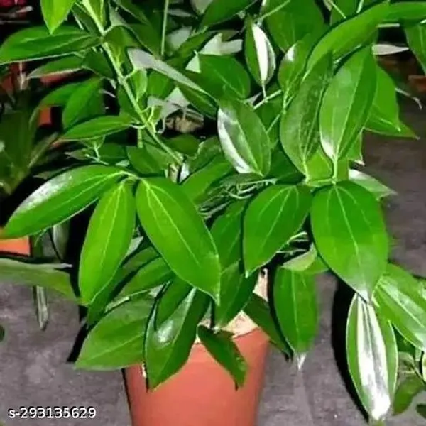 Vamsha_Nature_Care_Healthy_Tejpatta_Bay_Leaf_Plant