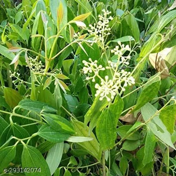 Best_Quality_Tejpatta_Plant