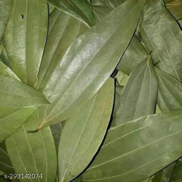 Best_Quality_Tejpatta_Plant
