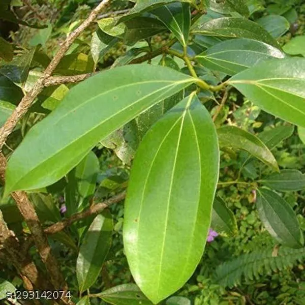 Best_Quality_Tejpatta_Plant