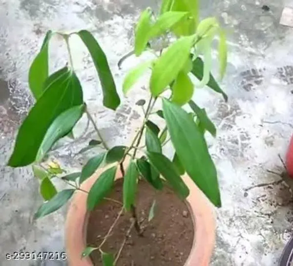 Healthy_Tejpatta_Plant