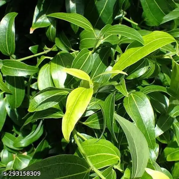 Tejpatta_Masala_Spice_Plant