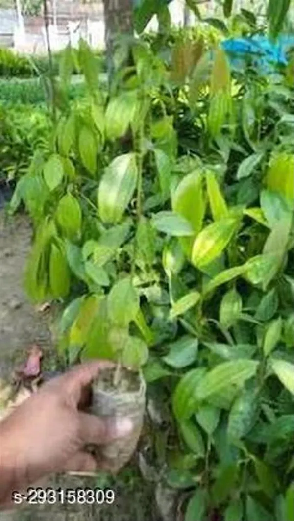 Tejpatta_Masala_Spice_Plant