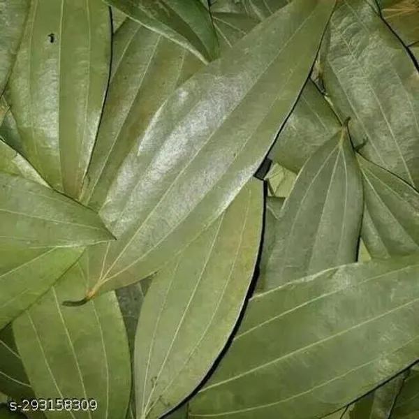 Tejpatta_Masala_Spice_Plant