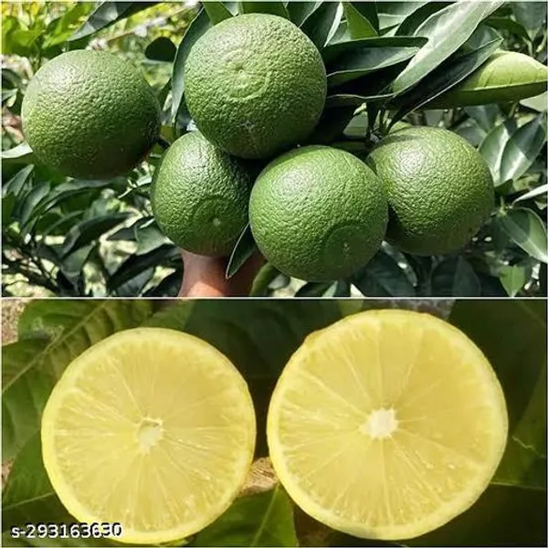 Combo_Pack_Of_4_Sweet_Malta_Lemon_Orrenge_Lemon_Seedless_Lemon_Hybrid_Pati_Lemon_Fruit_Plant