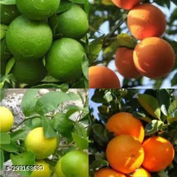 Combo_Pack_Of_4_Sweet_Malta_Lemon_Orrenge_Lemon_Seedless_Lemon_Hybrid_Pati_Lemon_Fruit_Plant