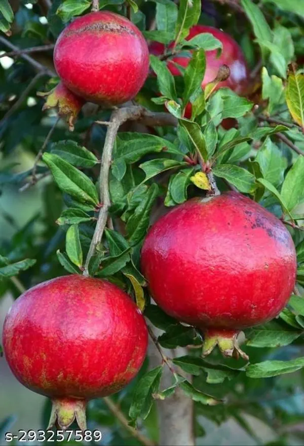 Hybrid_Dwaft_Dalim_Anar_Fruit_Plant