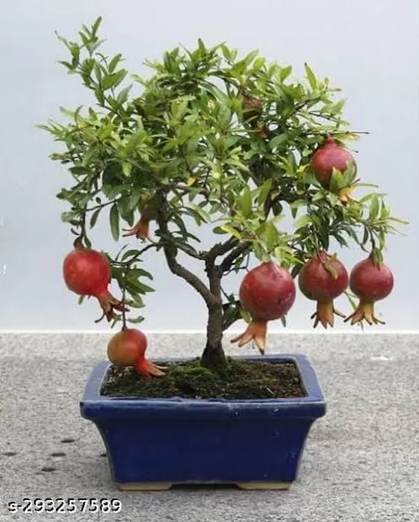 Hybrid_Dwaft_Dalim_Anar_Fruit_Plant