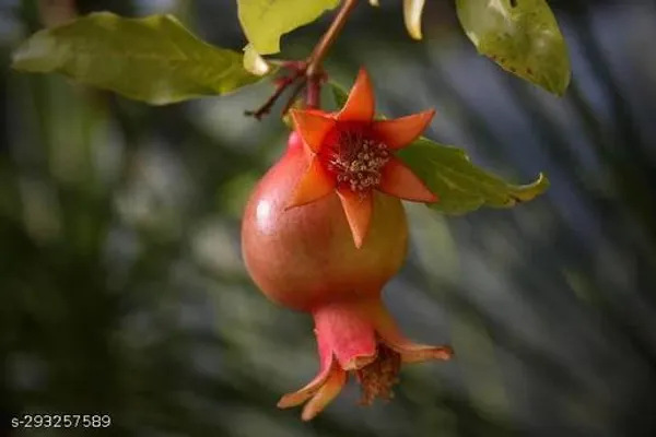 Hybrid_Dwaft_Dalim_Anar_Fruit_Plant