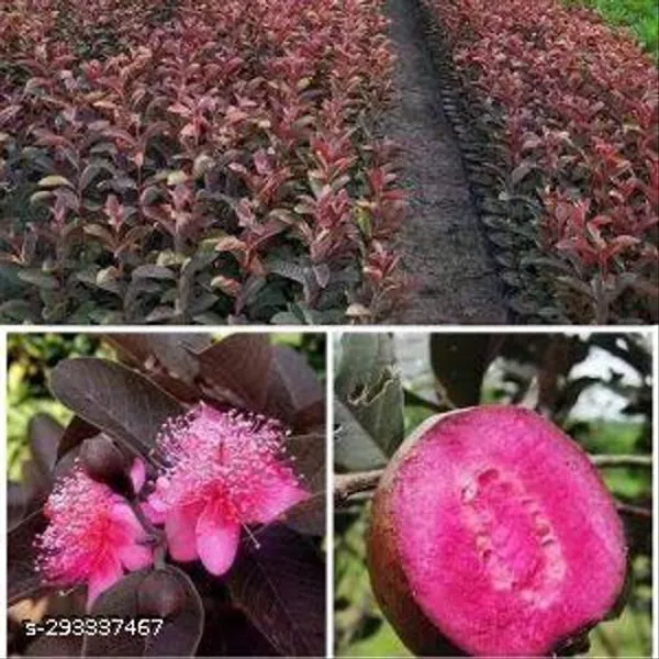 Best_Quality_Red_Gauva_Plant