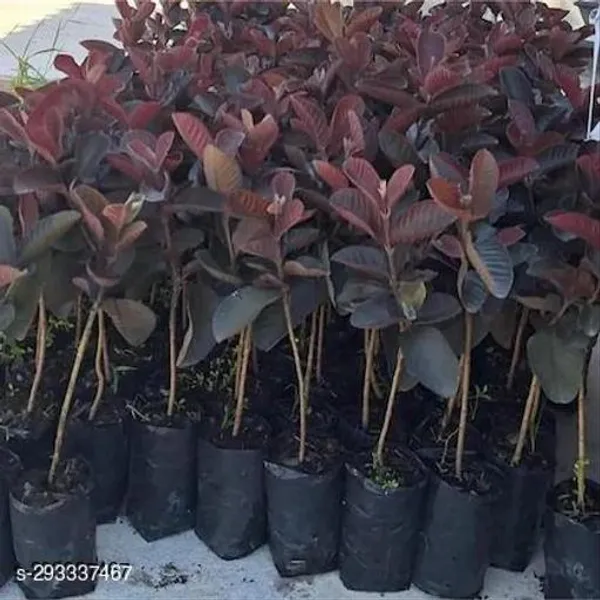 Best_Quality_Red_Gauva_Plant