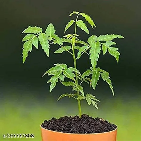 Nature_Care_Neem_Plant