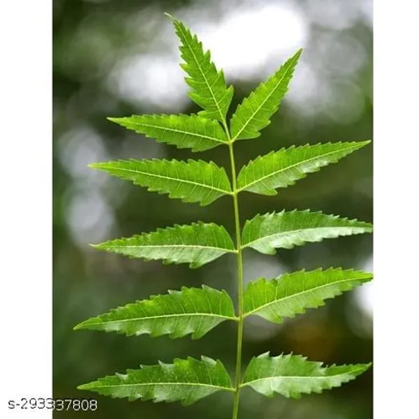 Nature_Care_Neem_Plant