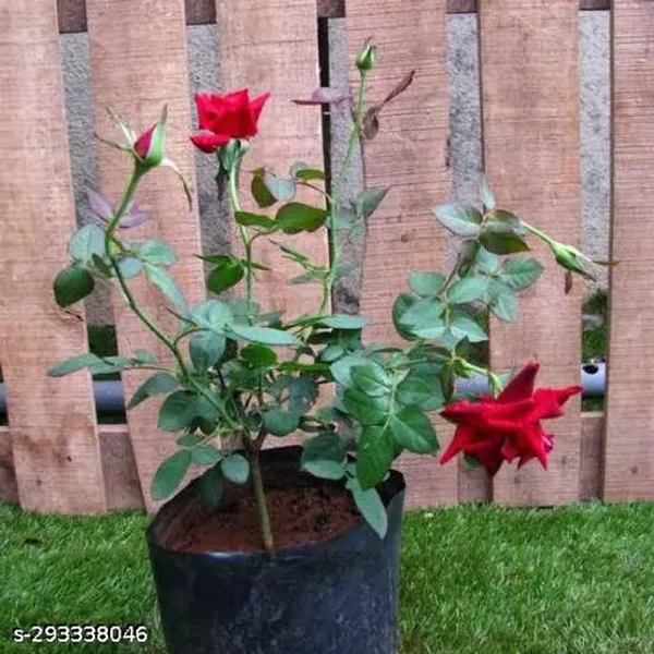 Red_Rose_Plant