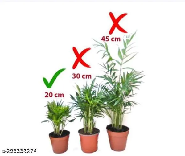 Areca_Palm_Pant_Tree_Indoor