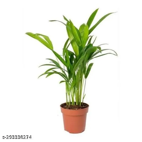 Areca_Palm_Pant_Tree_Indoor