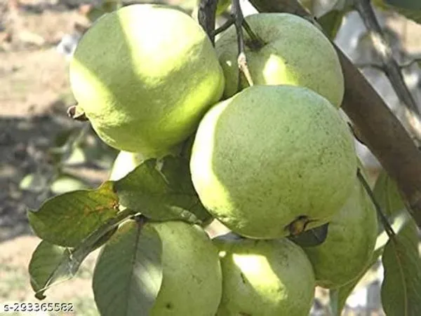 Hybrid_Vnr_Guava_Piyara_Plant