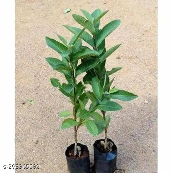 Hybrid_Vnr_Guava_Piyara_Plant