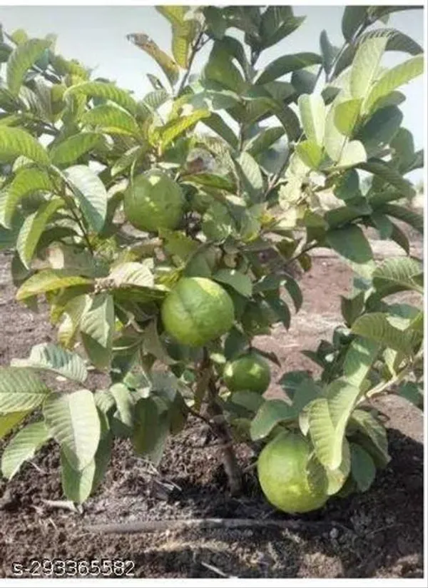 Hybrid_Vnr_Guava_Piyara_Plant