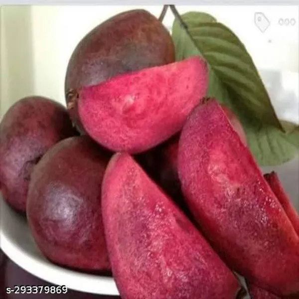 Best_Quality_Red_Gauva_Fruit_Plant