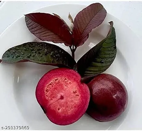 Best_Quality_Red_Gauva_Fruit_Plant