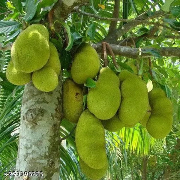 Thai_All_Time_Jackfruit_Kathal_Fruit_Plant