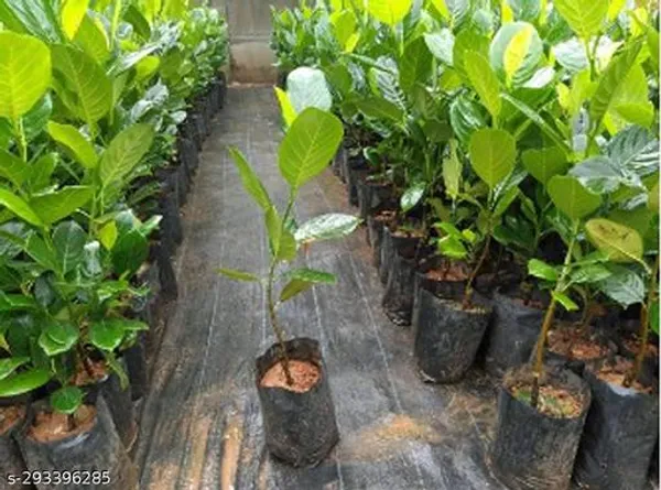 Thai_All_Time_Jackfruit_Kathal_Fruit_Plant