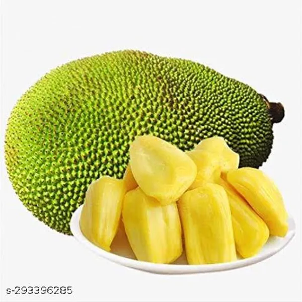 Thai_All_Time_Jackfruit_Kathal_Fruit_Plant