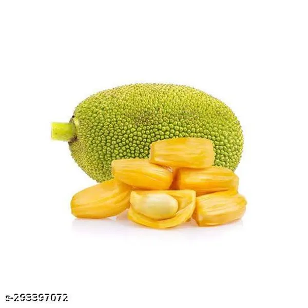 Jackfruit_Tree_Plant