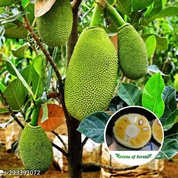 Jackfruit_Tree_Plant