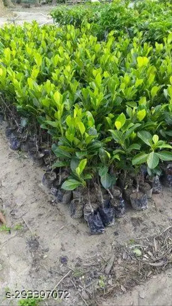 Jackfruit_Tree_Plant