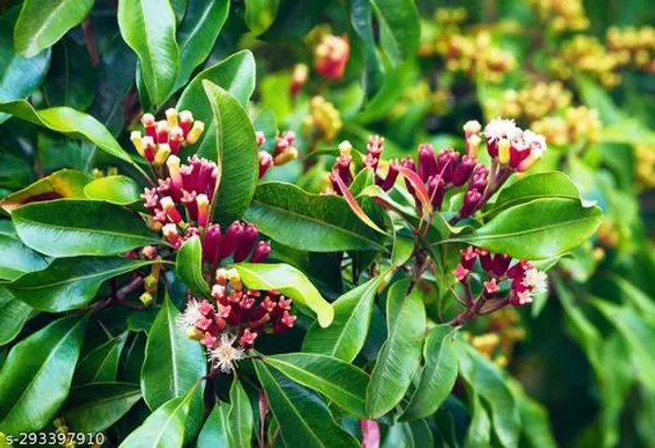 Clove_Lavanga_Plant