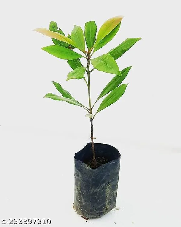 Clove_Lavanga_Plant