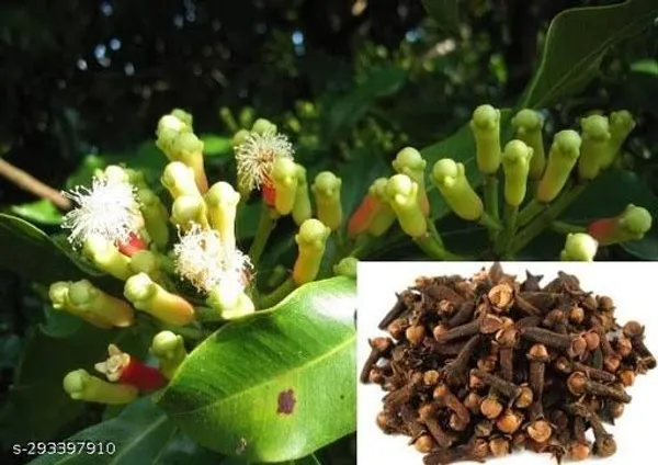 Clove_Lavanga_Plant