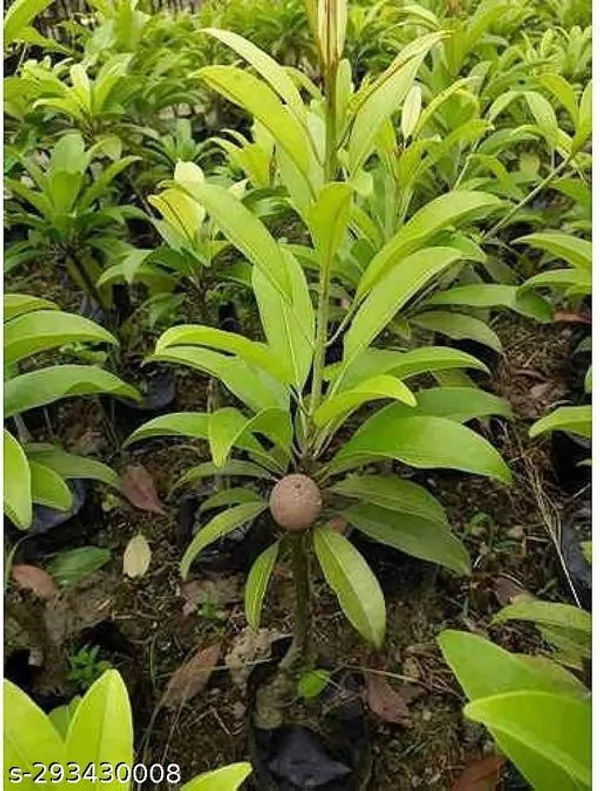 Chiku_Fruit_Plant_Sapota
